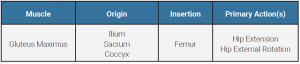 A table showing the origin, insertion, and action of the gluteus maximus muscle.