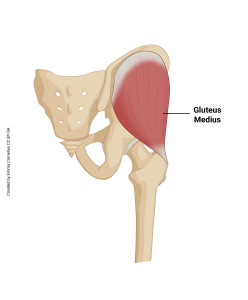 An illustration showing the origin and insertion of the gluteus medius muscle.