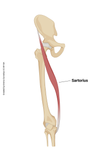 An illustration showing the origin and insertion of the sartorius muscle.