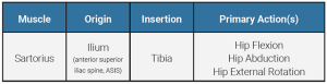 A table showing the origin, insertion, and action of the sartorius muscle.