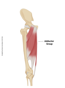 An illustration showing the origin and insertion of the hip adductor muscle group.