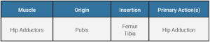 A table showing the origin, insertion, and action of the hip adductor muscle group.