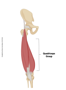 An illustration showing the origin and insertion of the quadriceps muscle group.
