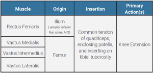 A table showing the origin, insertion, and action of the quadriceps muscle group.