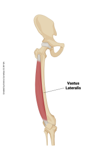 An illustration showing the origin and insertion of the vastus lateralis muscle.
