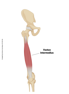 An illustration showing the origin and insertion of the vastus intermedius muscle.