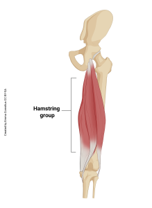 An illustration showing the origin and insertion of the hamstring muscle group.