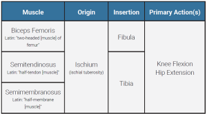 A table showing the origin, insertion, and action of the hamstring muscle group.