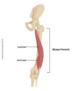 An illustration showing the origin and insertion of the biceps femoris muscle.