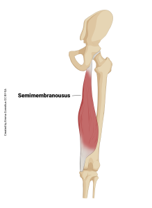 An illustration showing the origin and insertion of the semimembranosus muscle.