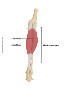 An illustration showing the origin and insertion of the gastrocnemius muscle.