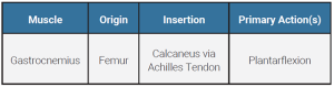 A table showing the origin, insertion, and action of the gastrocnemius muscle.
