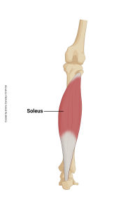 An illustration showing the origin and insertion of the soleus muscle.