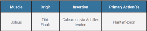 A table showing the origin, insertion, and action of the soelus muscle.