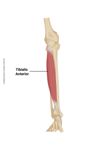 An illustration showing the origin and insertion of the tibialis anterior muscle.