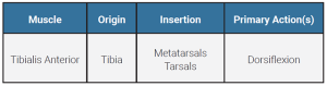 A table showing the origin, insertion, and action of the tibialis anterior muscle.