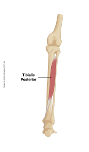 An illustration showing the origin and insertion of the tibialis posterior muscle.