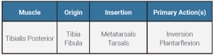 A table showing the origin, insertion, and action of the tibialis posterior muscle.