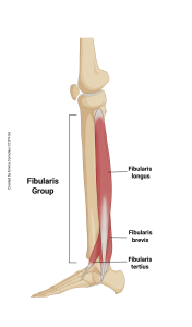 An illustration showing the origin and insertion of the fibularis muscle group.