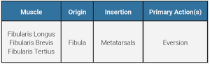 A table showing the origin, insertion, and action of the fibularis muscle group.