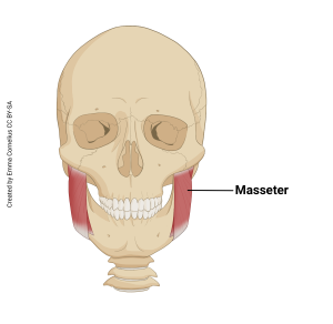 An illustration showing the origin and insertion of the masseter muscle.