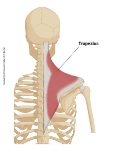 An illustration showing the origin and insertion of the trapezius muscle.