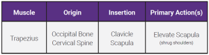 A table showing the origin, insertion, and action of the trapezius muscle.