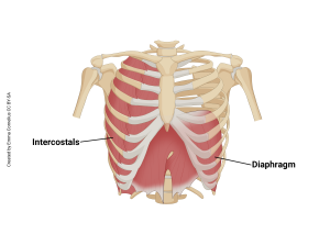 An illustration showing the origin and insertion of the diaphragm and intercostal muscles.
