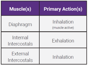A table showing the origin, insertion, and action of the diaphragm and intercostal muscles.