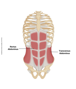 An illustration showing the origin and insertion of the abdominal muscles.