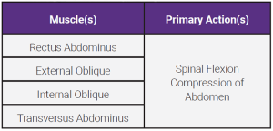 A table showing the origin, insertion, and action of the abdominal muscles.