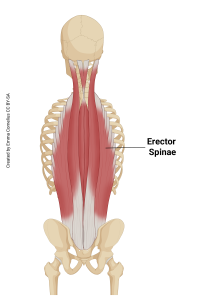 An illustration showing the origin and insertion of the erector spinae muscle group.