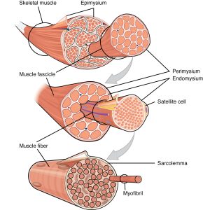 An illustration showing the connective tissue coverings of muscle.