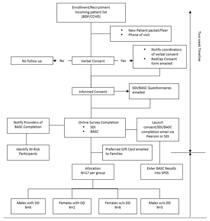 A flow chart over a two week period. Potential patients are given a New Patient packet/flyer and a phone of visit. If verbal consent is not given, there is no follow up. If verbal consent is given, they notify coordinators of verbal consent and email the RedCap Consent form. With informed consent, they email SDI/BASC Questionnaires. When both online surveys are completed, providers are notified and identify at-risk participants. Providers then launch consent/SDI/BASC completion email via Pearson or SDI and enter BASC results into SPSS. The preferred gift card is emailed to families, and results are allocated with 17 per group. There are 6 males with DD, 2 females with DD, 6 females without DD, and 3 males without DD.