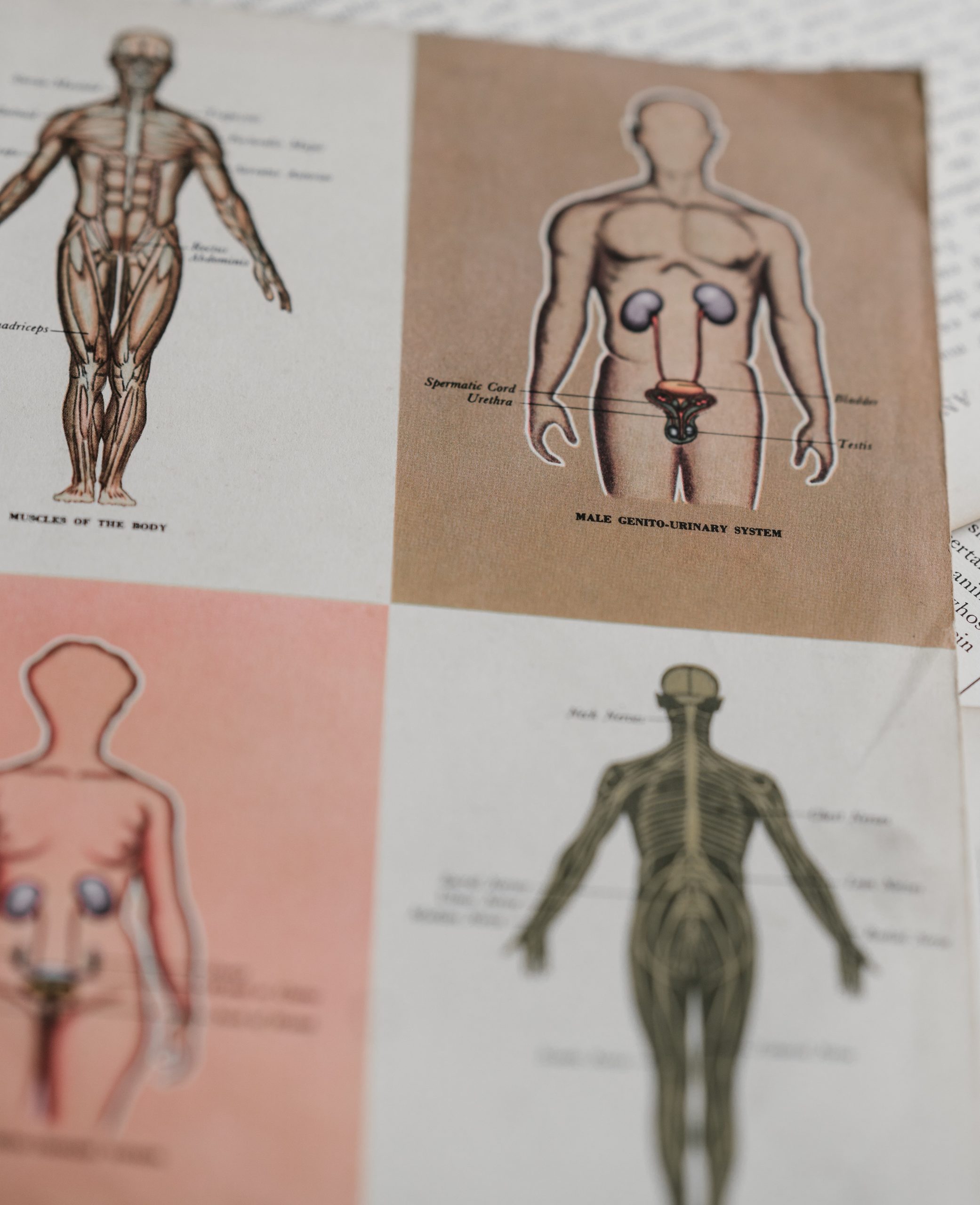 Cover image for M7: Cardiovascular System Part 1