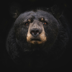 A bear, staring at the viewer