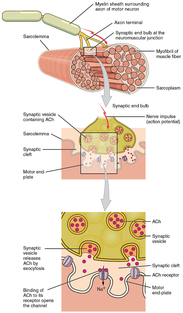 An illustration of the events listed in the figured legend concerning how nerve signals can stimulate a muscle.