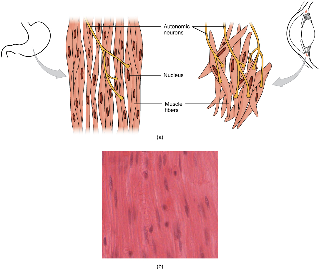 Smooth muscle cells appear spindle shaped with tapered ends. Where they are found, they appear small and numerous with large nuclei.