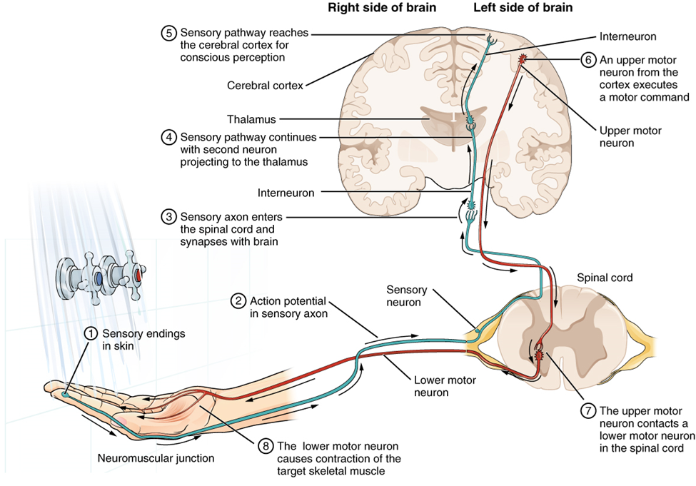 A multi-step illustration of the processes involved in connecting sensory input with motor output using an example of drawing one's hand away from too hot of a shower.