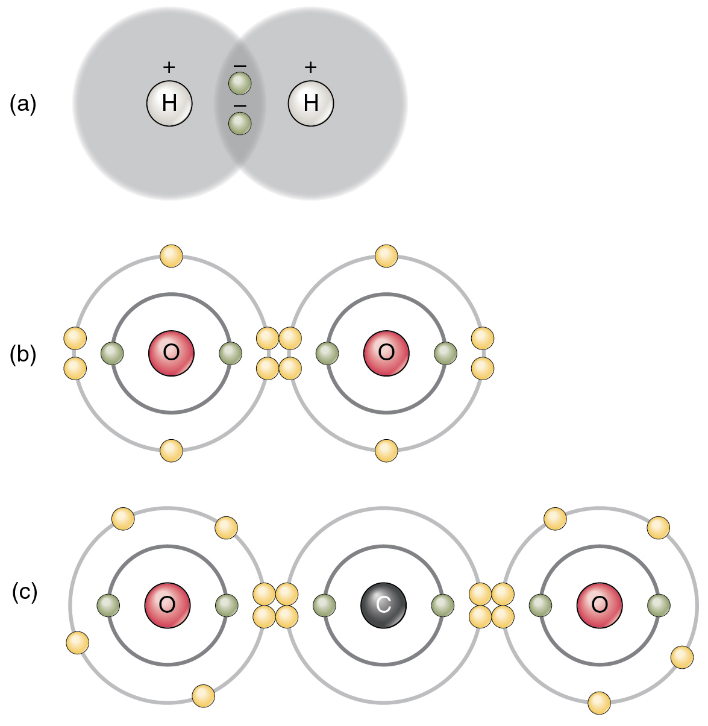 Image A shows two atoms of hydrogen covalently bonded. In a covalent bond, atoms share electrons. In hydrogen the bond is a single bond. Image B shows two oxygen atoms covalently bonding. Oxygen has a double covalent bond. Image C shows carbon and oxygen bonding through covalent bonding. There are two double bonds in the molecule causing stability.