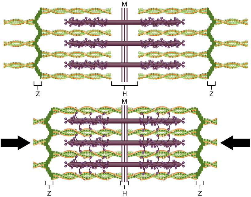 The actin filaments slide past the fixed myosin filament during a contraction. This resembles an accordion being squeezed, making the muscle appear shorter.