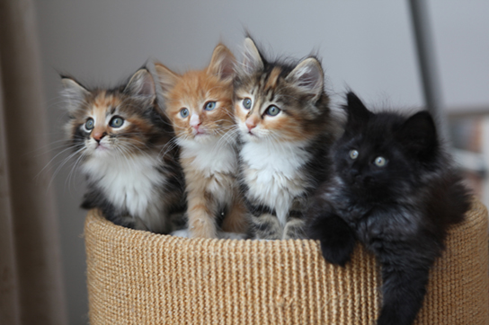 This photo shows four kittens in a basket: two are gray, black, orange, and white, the third cat is orange and white, and the fourth cat is black.