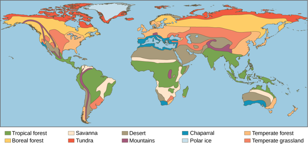 This world map shows the eight major biomes, polar ice, and mountains. Tropical forests, deserts and savannas are found primarily in South America, Africa, and Australia. Tropical forests also dominate Southeast Asia. Deserts dominate the Middle East and are found in the southwestern United States. Temperate forests dominate the eastern United States, Europe, and Eastern Asia. Temperate grasslands dominate the midwestern United States and parts of Asia, and are also found in South America. The boreal forest is found in northern Canada, Europe, and Asia, and tundra exists to the north of the boreal forest in each of these regions. Mountainous regions run the length of North and South America, and are found in northern India, Africa, and parts of Europe. Polar ice covers Greenland.