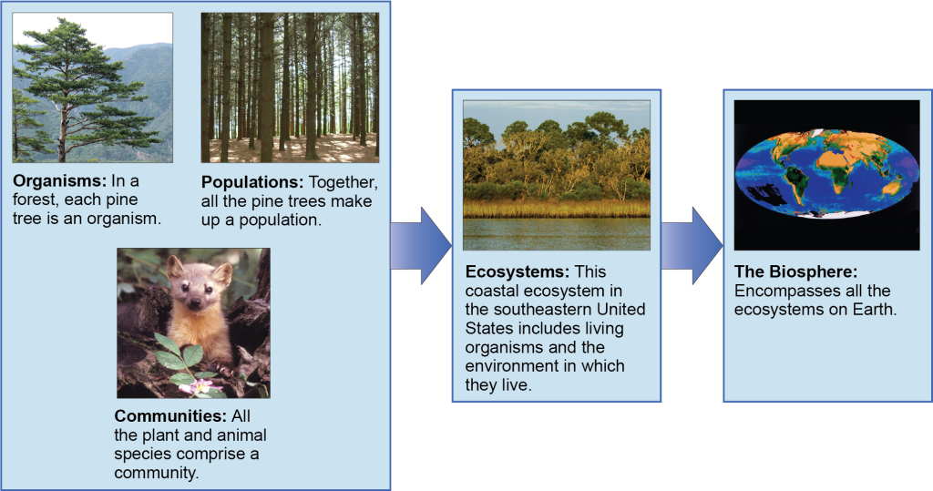 A flow chart of three boxes shows the hierarchy of living organisms. The top box is labeled Organisms, and a picture of a tree is shown; then populations, and a picture of a forest is shown; and then communities, and a picture of a marmot is shown. The second box is labeled ecosystems; and has a photograph of a body of water, behind which is a stand of tall grasses developing into more dense vegetation and trees as distance from the water increases. The third box is labeled as the biosphere; and shows a drawing of planet Earth.