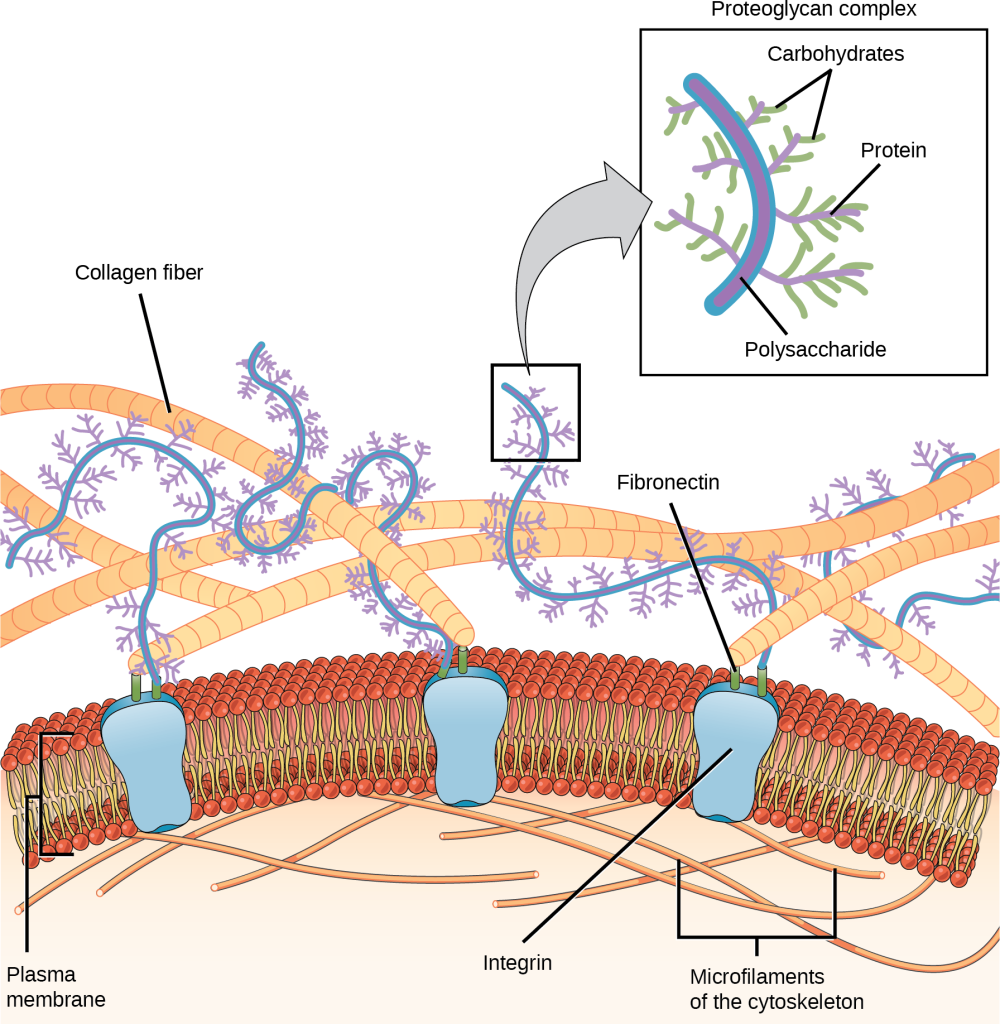 This illustration shows the plasma membrane. Embedded in the plasma membrane are integral membrane proteins called integrins. On the exterior of the cell is a vast network of collagen fibers. The fibers are attached to the integrins via a protein called fibronectin. Proteoglycan complexes also extend from the plasma membrane to the extracellular matrix. A close-up view shows that each proteoglycan complex is composed of a polysaccharide core. Proteins branch from this core, and carbohydrates branch from the proteins. The inside of the cytoplasmic membrane is lined with microfilaments of the cytoskeleton.