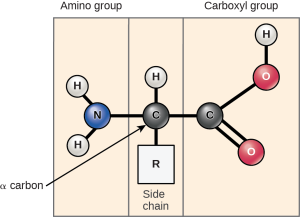 The molecular structure of an amino acid is given. An amino acid has an alpha carbon to which an amino group, a carboxyl group, a hydrogen, and a side chain are attached. The side chain varies for different amino acids, and is designated as the R - group.