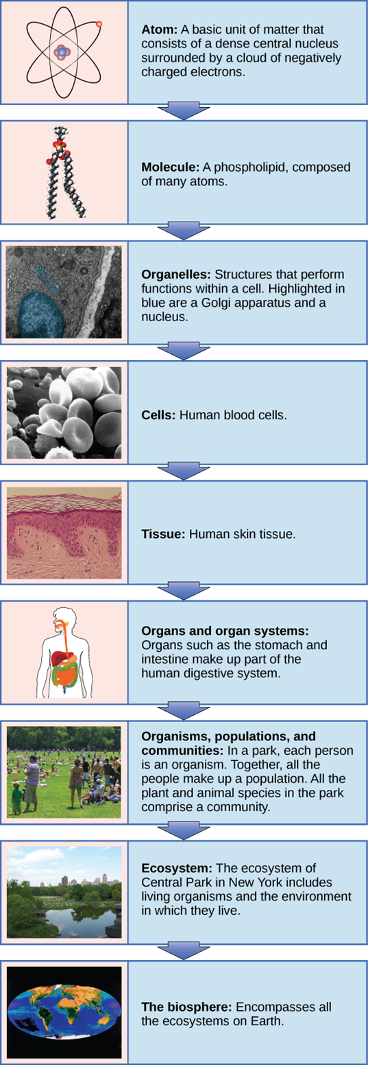 A chart that links Atom - Molecule - Organelles - Cells - Tissue - Organs and Organ Systems - Organisms, populations, and communities - Ecosystem - The biosphere