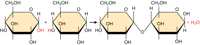 Shown is the reaction of two glucose monomers to form maltose. When maltose is formed, a water molecules is released. The components of the linkage are upper case O upper case H from one glucose molecule combining with one upper case H from the second glucose molecule.