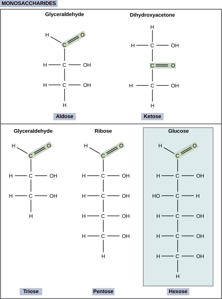 The molecular structures of glyceraldehyde, an aldose, and dihydroxyacetone, a ketose, are shown. Both sugars have a three-carbon backbone. Glyceraldehyde has a carbonyl group (c double bonded to O) at one end of the carbon chain with hydroxyl (OH) groups attached to the other carbons. Dihydroxyacetone has a carbonyl group in the middle of the chain and alcohol groups at each end. The molecular structures of linear forms of ribose, a pentose, and glucose, a hexose, are also shown. Both ribose and glucose are aldoses with a carbonyl group at the end of chain, and hydroxyl groups attached to the other carbons.