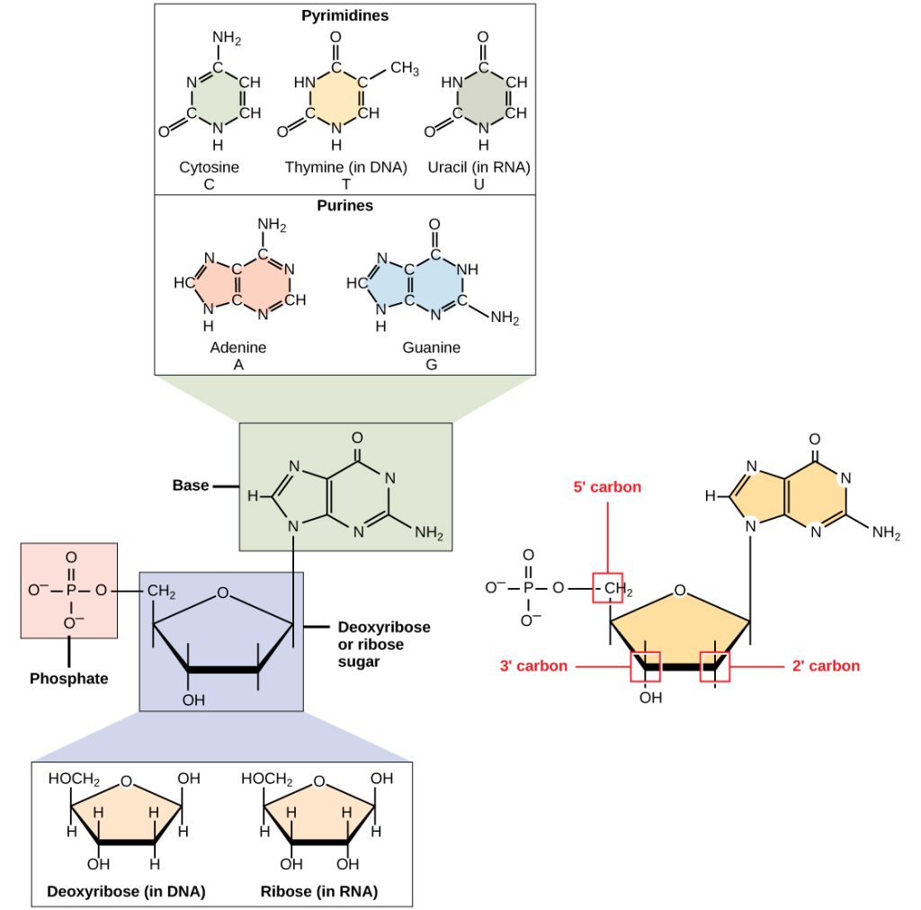 The molecular structure of a nucleotide is shown. The core of the nucleotide is a pentose whose carbon residues are numbered one prime through five prime. The base is attached to the one prime carbon, and the phosphate is attached to the five prime carbon. Two kinds of pentose are found in nucleotides: ribose and deoxyribose. Deoxyribose has an H instead of O H at the two prime position. Five kinds of base are found in nucleotides. Two of these, adenine and guanine, are purine bases with two rings fused together. The other three, cytosine, thymine and uracil, have one six-membered ring.